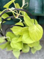 Zdjęcie rośliny Philodendron Scandens Lemon Lime, ujęcie 1
