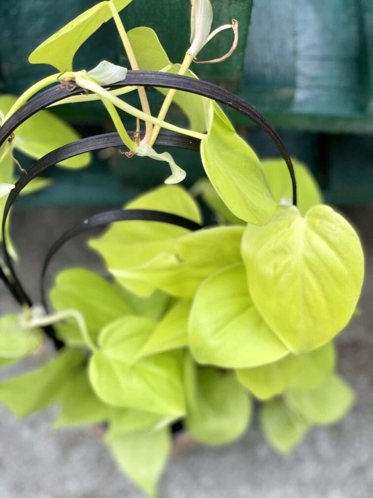 Zdjęcie rośliny Philodendron Scandens Lemon Lime, ujęcie 1