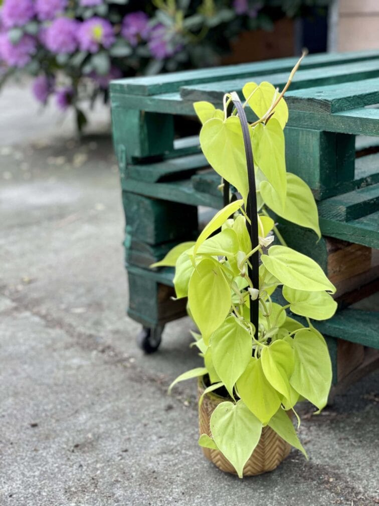 Zdjęcie rośliny Philodendron Scandens Lemon Lime, ujęcie 2