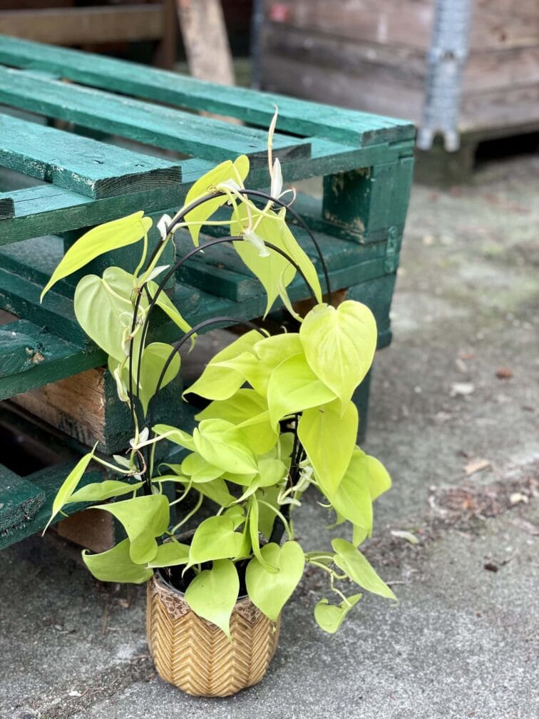 Zdjęcie rośliny Philodendron Scandens Lemon Lime, ujęcie 3