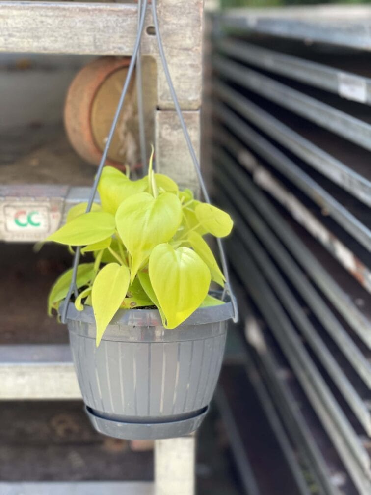 Zdjęcie rośliny Philodendron Scandens Lemon Lime, ujęcie 1