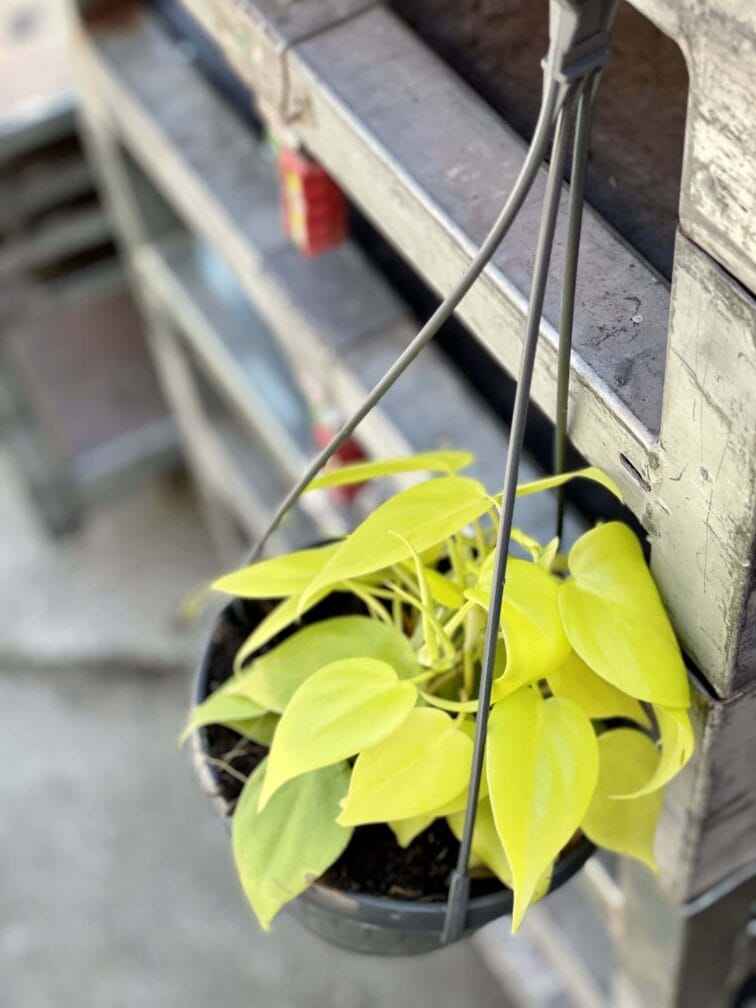 Zdjęcie rośliny Philodendron Scandens Lemon Lime, ujęcie 2