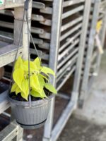 Zdjęcie rośliny Philodendron Scandens Lemon Lime, ujęcie 3