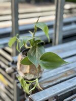 Zdjęcie rośliny Philodendron Scandens, ujęcie 1