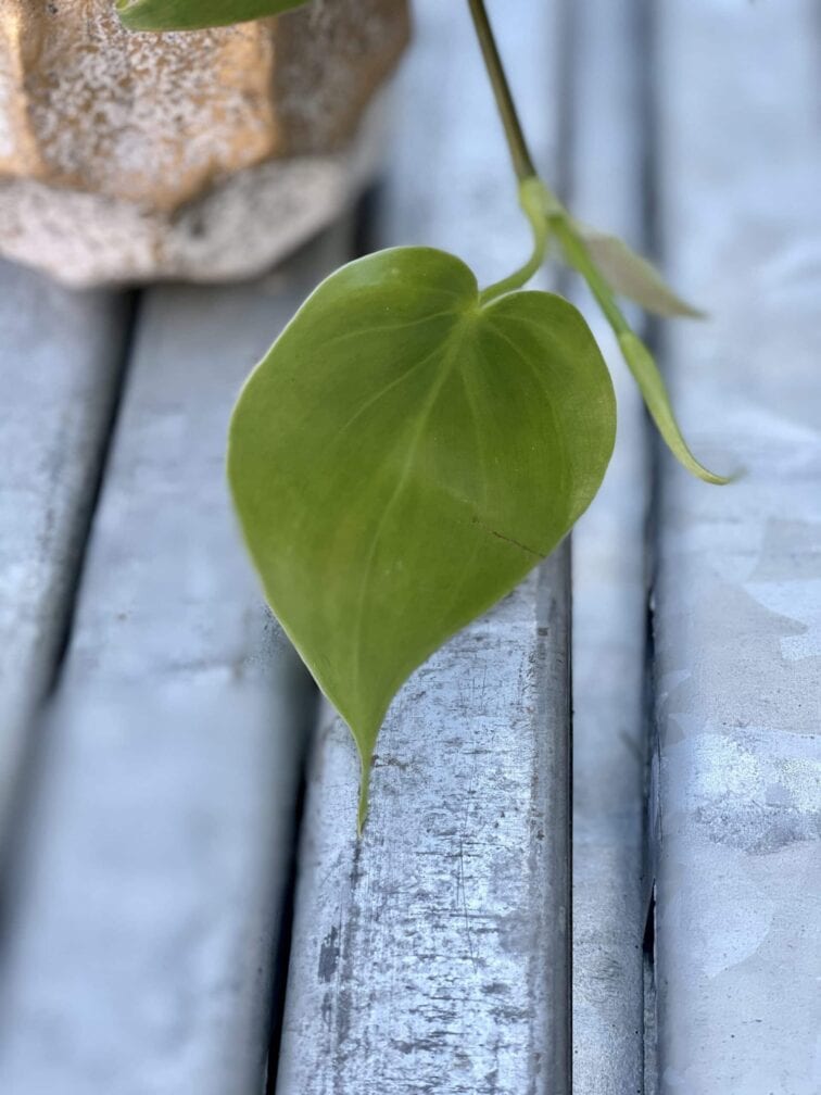 Zdjęcie rośliny Philodendron Scandens, ujęcie 2