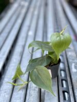 Zdjęcie rośliny Philodendron Scandens, ujęcie 3