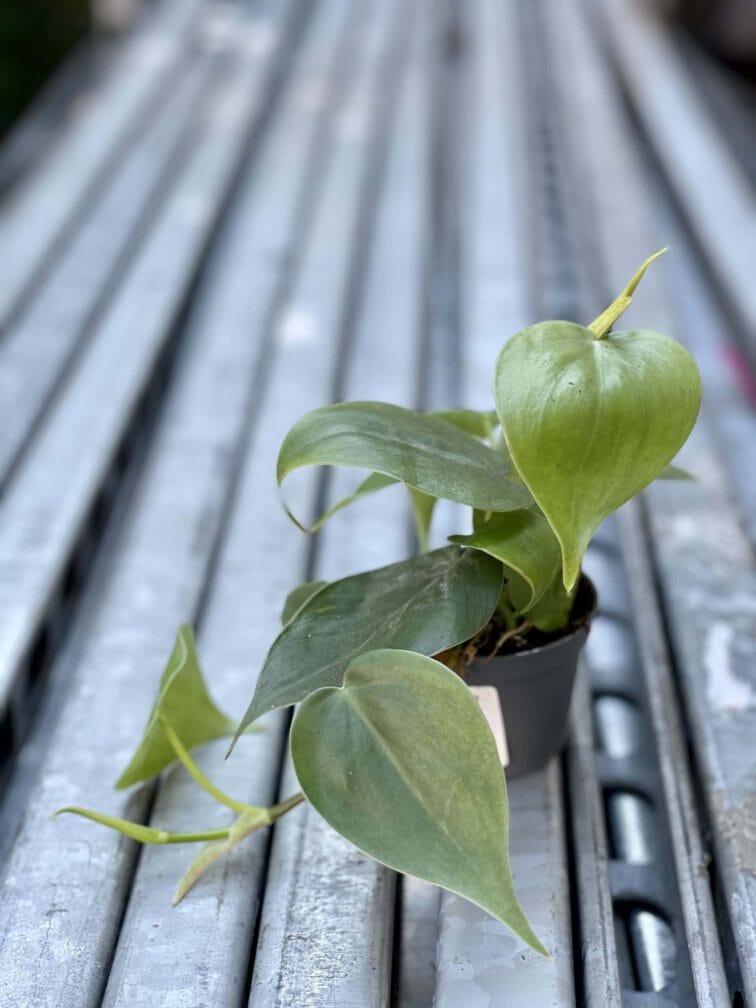 Zdjęcie rośliny Philodendron Scandens, ujęcie 3