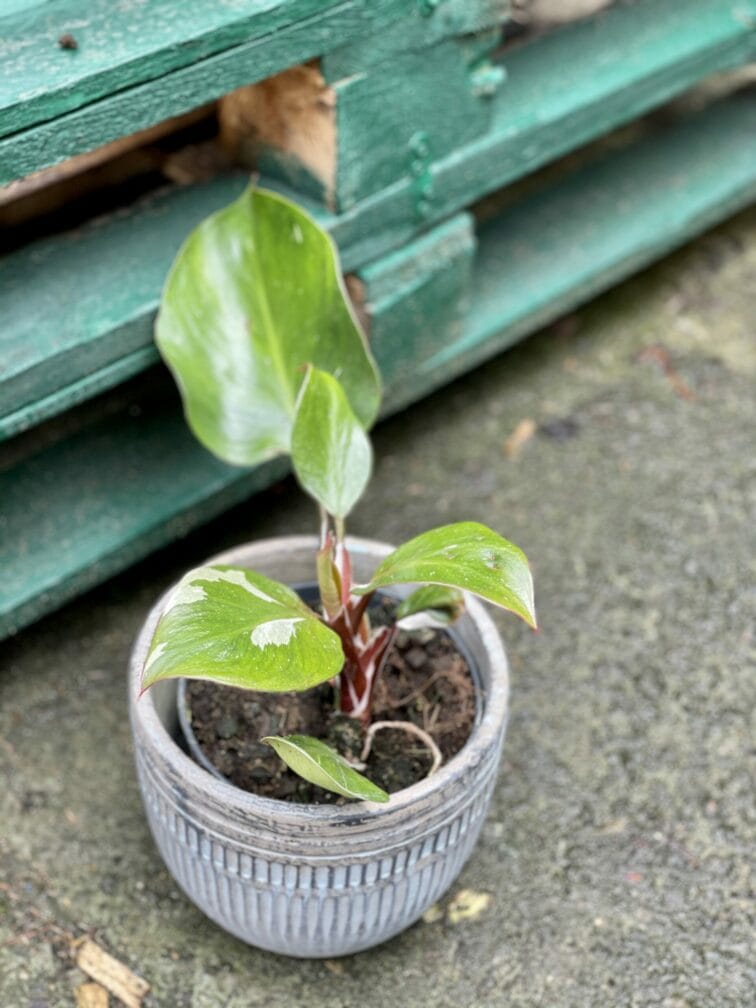 philodendron-white-knight-ii_15x35-1_1620378232.jpg Zdjęcie rośliny Philodendron White Knight II, ujęcie 1