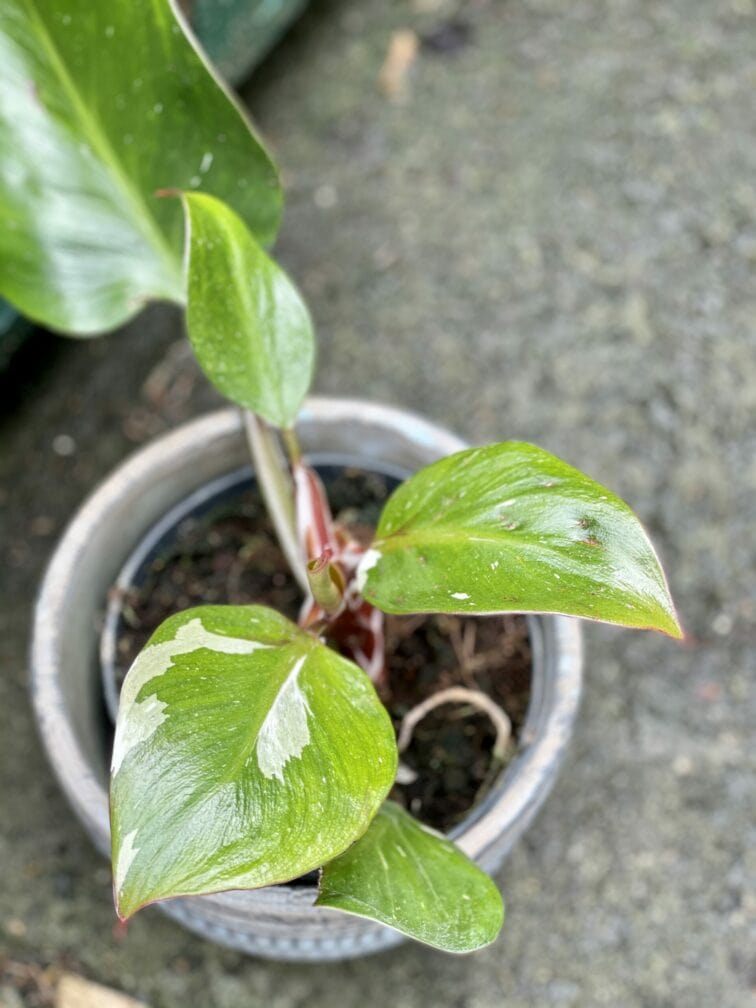 Zdjęcie rośliny Philodendron White Knight II, ujęcie 2