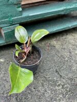 Zdjęcie rośliny Philodendron White Knight II, ujęcie 3