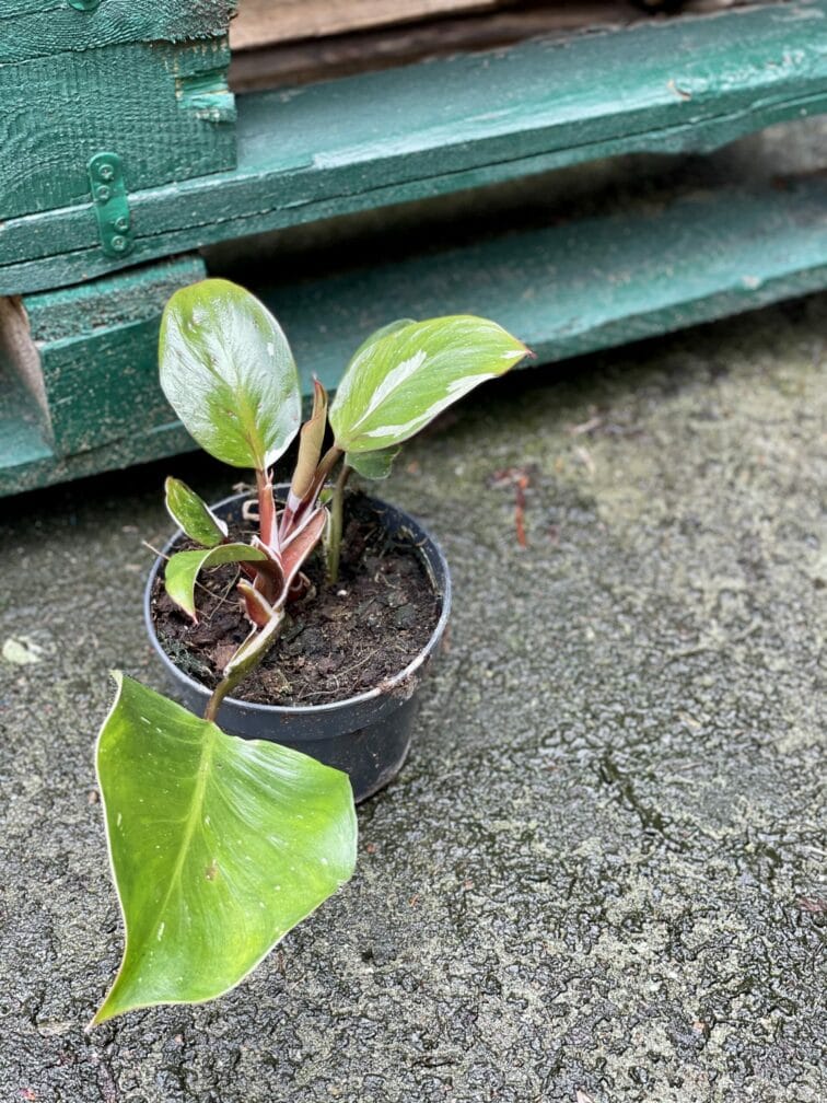 Zdjęcie rośliny Philodendron White Knight II, ujęcie 3