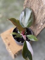 Zdjęcie rośliny Philodendron White Knight, ujęcie 1