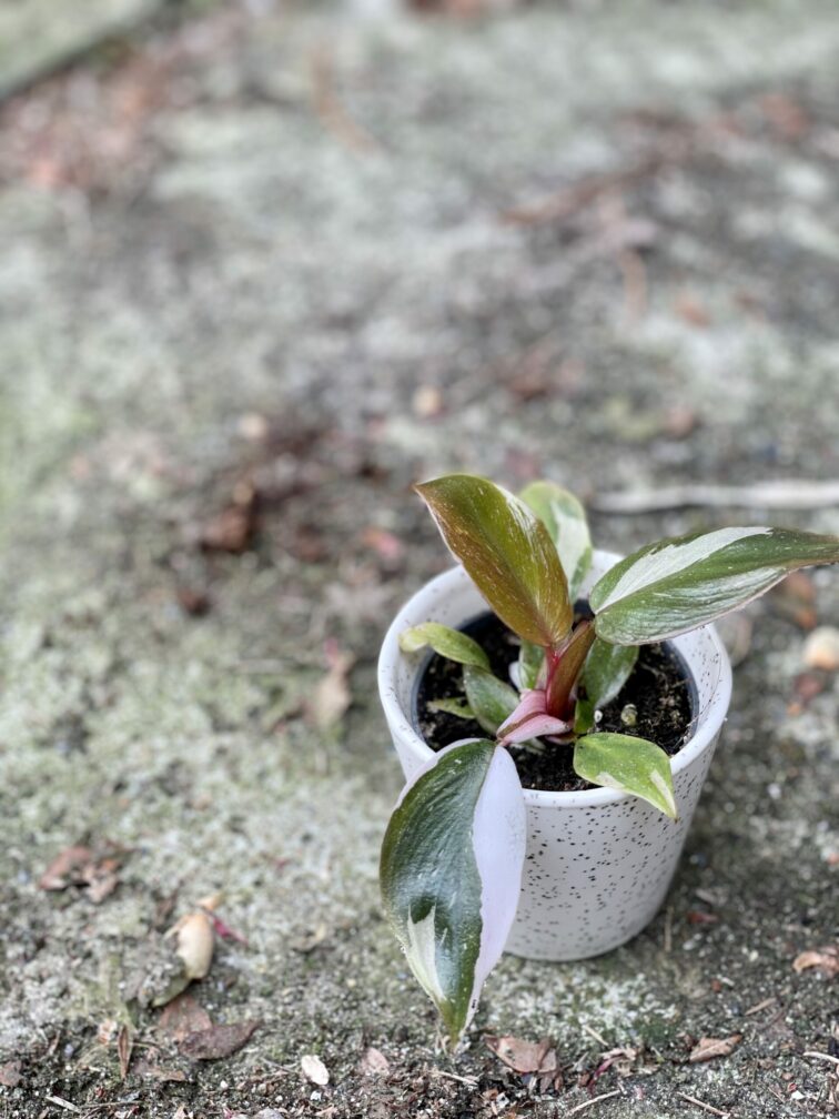 Zdjęcie rośliny Philodendron White Knight, ujęcie 3