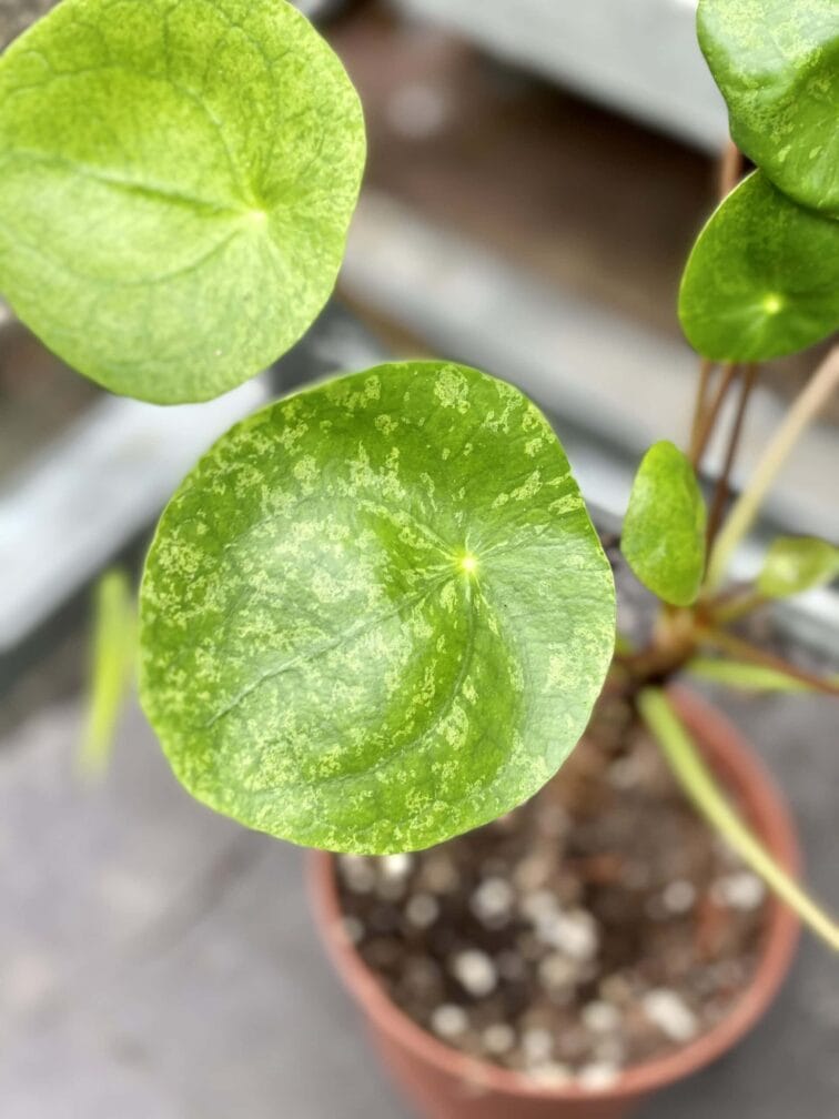 Zdjęcie rośliny Pilea peperomioides Mojito, ujęcie 2