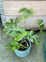 Zdjęcie rośliny Rhaphidophora Tetrasperma (Monstera Minima), ujęcie 2