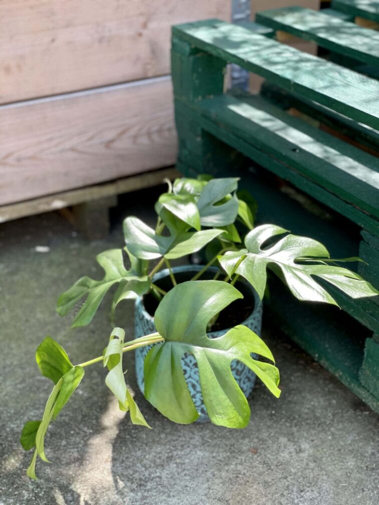 Zdjęcie rośliny Rhaphidophora Tetrasperma (Monstera Minima), ujęcie 3
