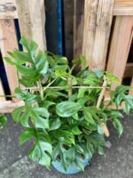 Zdjęcie rośliny Rhaphidophora Tetrasperma (Monstera Minima), ujęcie 2