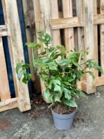 Zdjęcie rośliny Rhaphidophora Tetrasperma (Monstera Minima), ujęcie 3