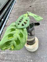 Zdjęcie rośliny Sadzonka Maranta Kerchoveana Variegata, ujęcie 1