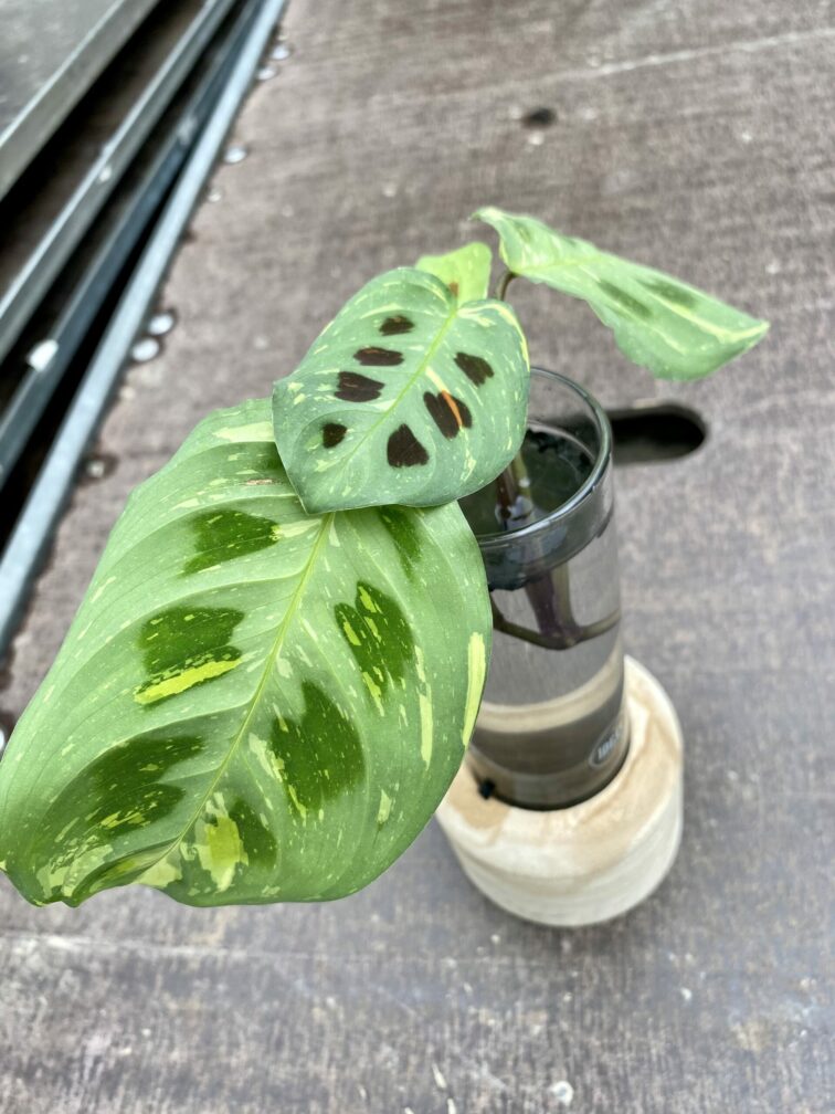 sadzonka-maranta-kerchoveana-variegata_1-1_1621943485.jpg Zdjęcie rośliny Sadzonka Maranta Kerchoveana Variegata, ujęcie 1