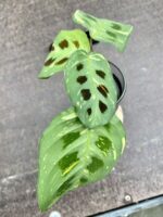 Zdjęcie rośliny Sadzonka Maranta Kerchoveana Variegata, ujęcie 2