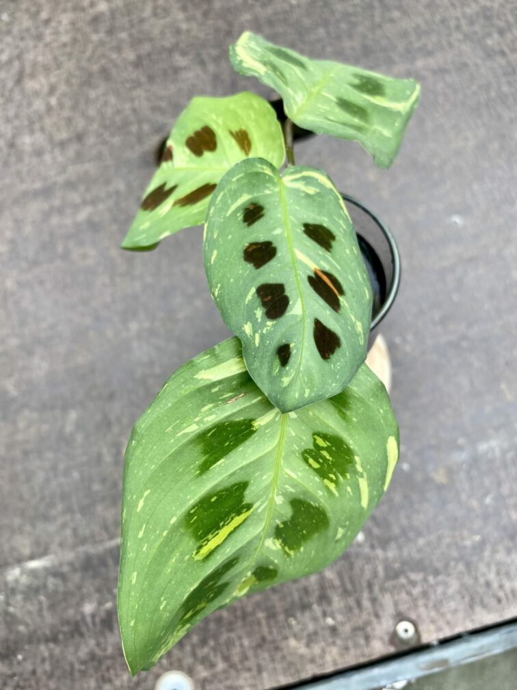 Zdjęcie rośliny Sadzonka Maranta Kerchoveana Variegata, ujęcie 2