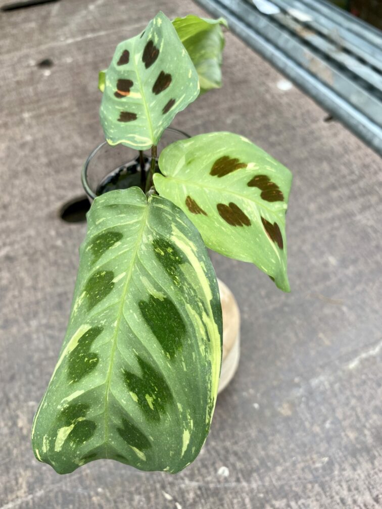 Zdjęcie rośliny Sadzonka Maranta Kerchoveana Variegata, ujęcie 3