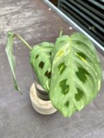 Zdjęcie rośliny Sadzonka Maranta Kerchoveana Variegata, ujęcie 1