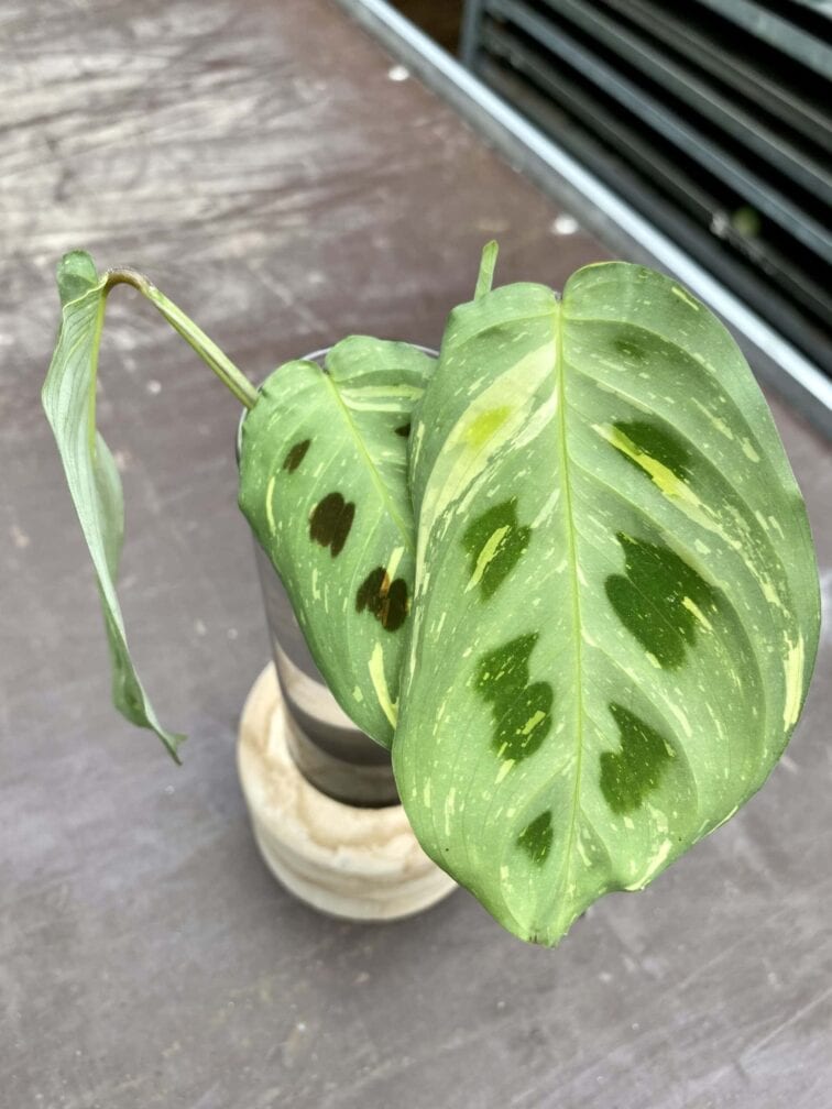 sadzonka-maranta-kerchoveana-variegata_2-1_1621943540.jpg Zdjęcie rośliny Sadzonka Maranta Kerchoveana Variegata, ujęcie 1