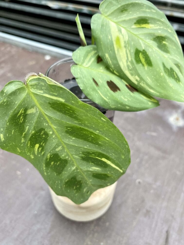 Zdjęcie rośliny Sadzonka Maranta Kerchoveana Variegata, ujęcie 2