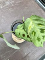 Zdjęcie rośliny Sadzonka Maranta Kerchoveana Variegata, ujęcie 3