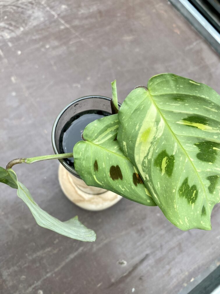 Zdjęcie rośliny Sadzonka Maranta Kerchoveana Variegata, ujęcie 3