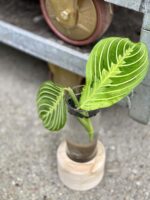 Zdjęcie rośliny Sadzonka Maranta Lemon Lime, ujęcie 1