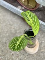 Zdjęcie rośliny Sadzonka Maranta Lemon Lime, ujęcie 2