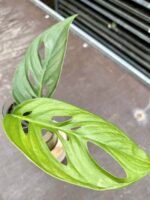 Zdjęcie rośliny Sadzonka Monstera laniata, ujęcie 1