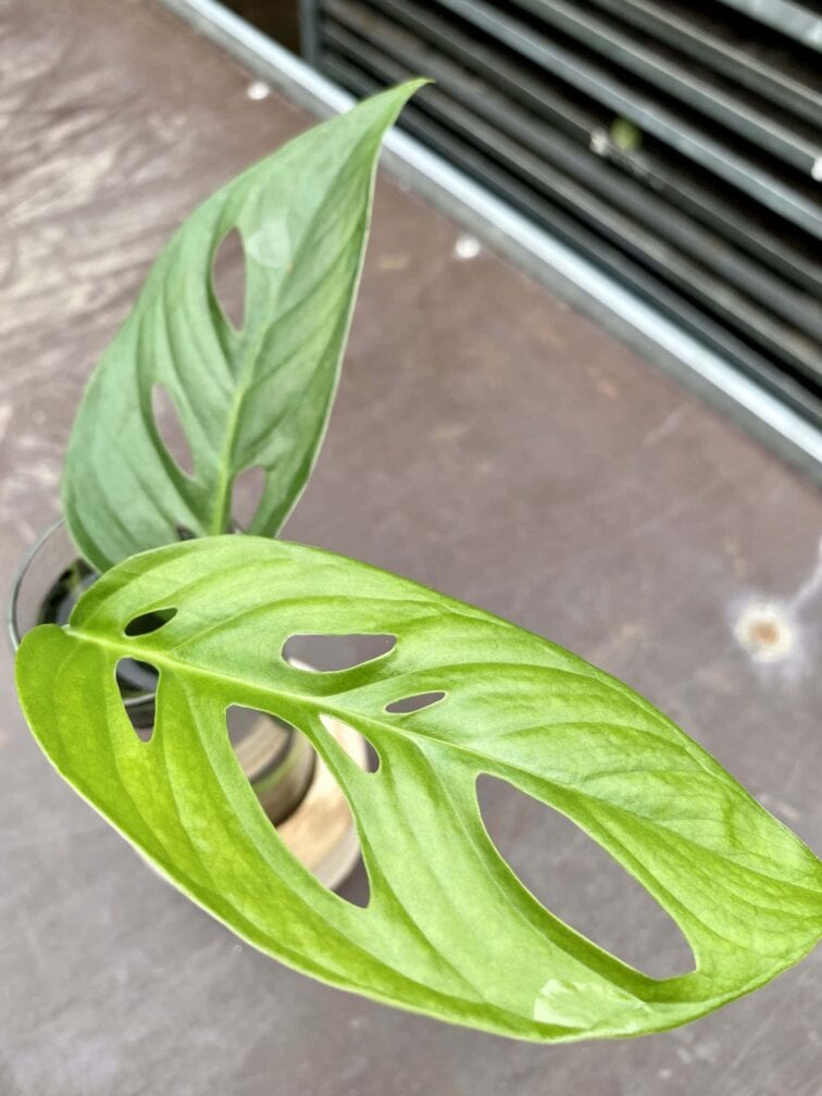 sadzonka-monstera-laniata_1-1_1621943429.jpg Zdjęcie rośliny Sadzonka Monstera laniata, ujęcie 1