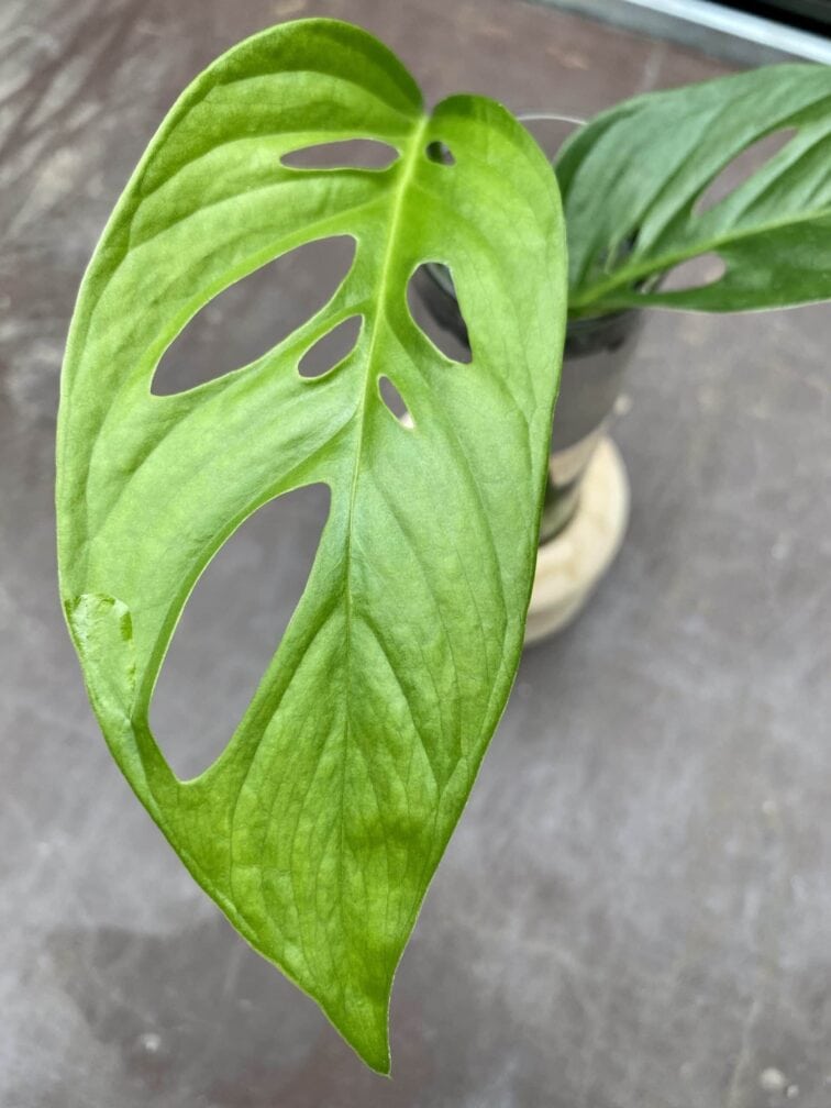 Zdjęcie rośliny Sadzonka Monstera laniata, ujęcie 2