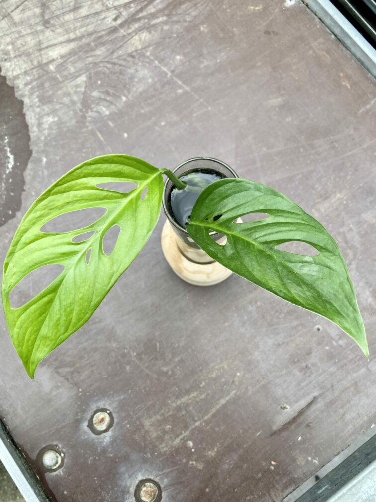Zdjęcie rośliny Sadzonka Monstera laniata, ujęcie 3