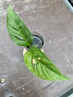 Zdjęcie rośliny Sadzonka Monstera laniata, ujęcie 1