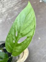 Zdjęcie rośliny Sadzonka Monstera laniata, ujęcie 2