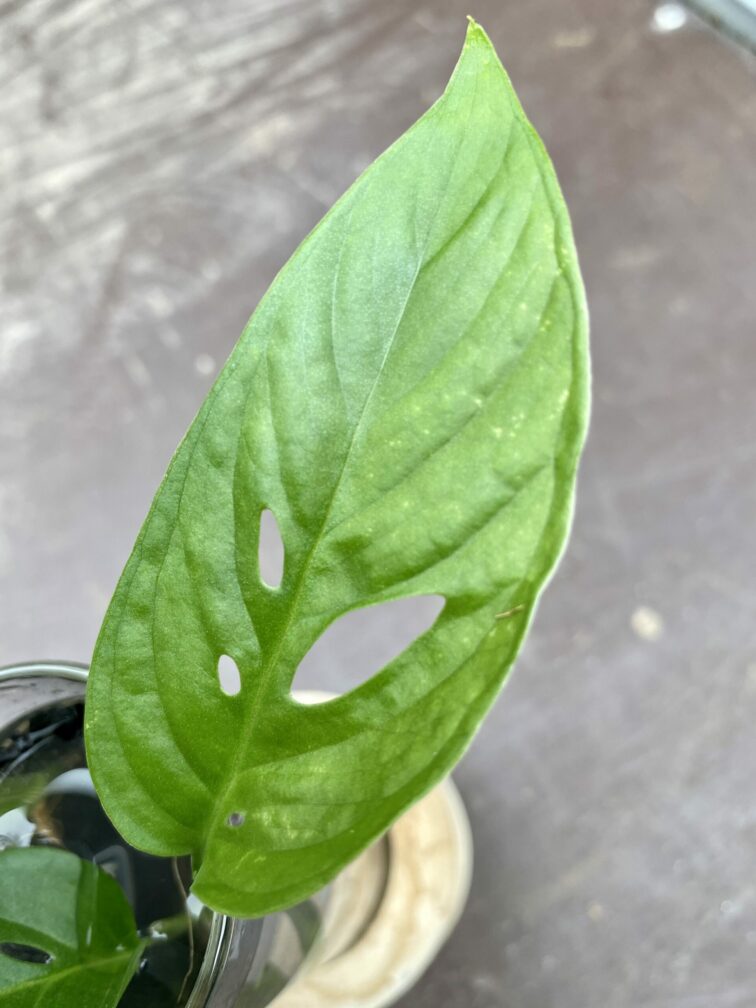 Zdjęcie rośliny Sadzonka Monstera laniata, ujęcie 2