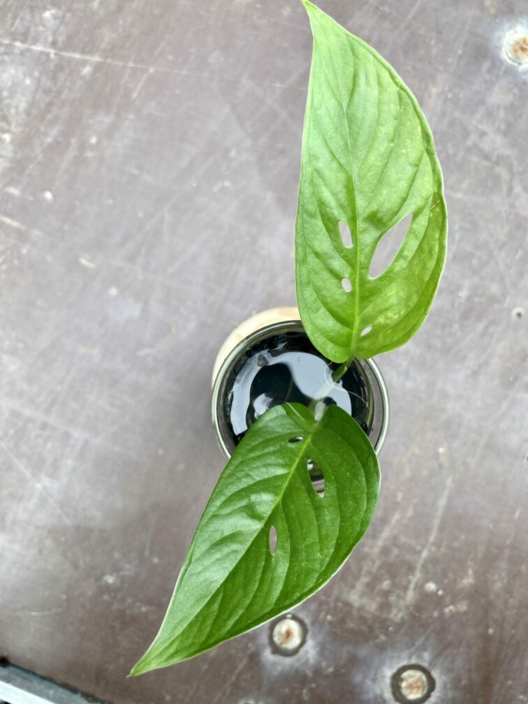 Zdjęcie rośliny Sadzonka Monstera laniata, ujęcie 3