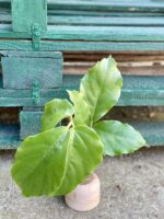 Zdjęcie rośliny Sadzonka pędowa Tetrastigma Voinierianium, ujęcie 1