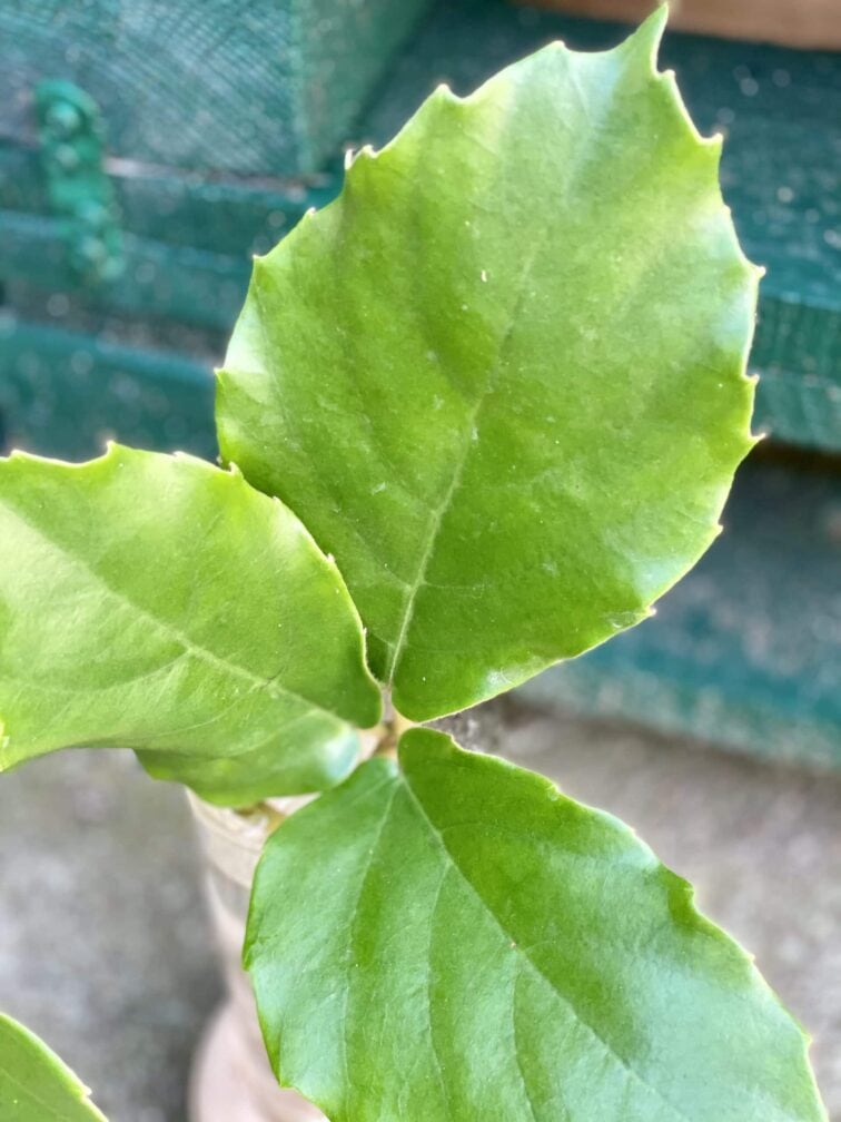 Zdjęcie rośliny Sadzonka pędowa Tetrastigma Voinierianium, ujęcie 2