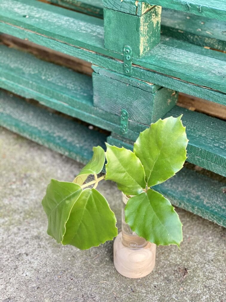 Zdjęcie rośliny Sadzonka pędowa Tetrastigma Voinierianium, ujęcie 3