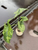 Zdjęcie rośliny Sadzonka Syngonium Mottled, ujęcie 1
