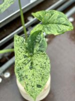 Zdjęcie rośliny Sadzonka Syngonium Mottled, ujęcie 2