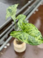 Zdjęcie rośliny Sadzonka Syngonium Mottled, ujęcie 3