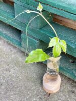 Zdjęcie rośliny Sadzonka szczytowa Tetrastigma Voinierianium, ujęcie 2