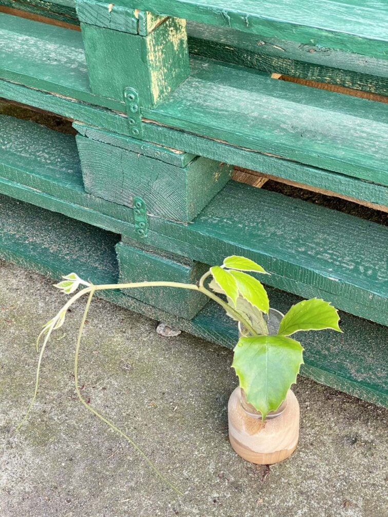Zdjęcie rośliny Sadzonka szczytowa Tetrastigma Voinierianium, ujęcie 3